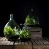 Terrarium fles L 35L 40x40x55 cm mini ecosysteem